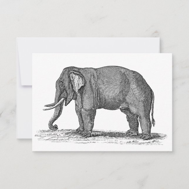 Vintage 1800s Elephant Illustration - Elefants (Framsida)