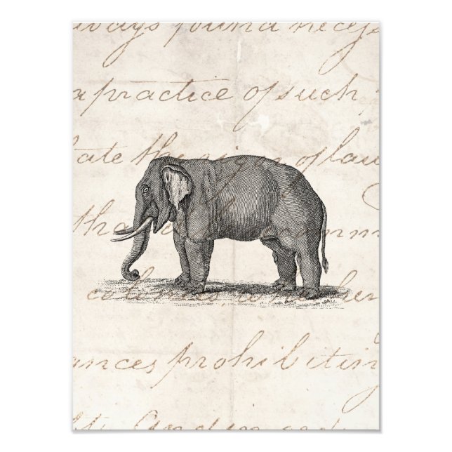 Vintage 1800s Elephant Illustration - Elefants Fototryck (Framsidan)