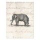 Vintage 1800s Elephant Illustration - Elefants Fototryck (Framsidan)