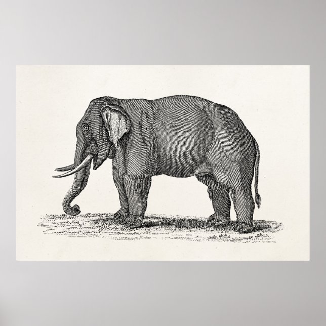 Vintage 1800s Elephant Illustration - Elefants Poster (Framsidan)