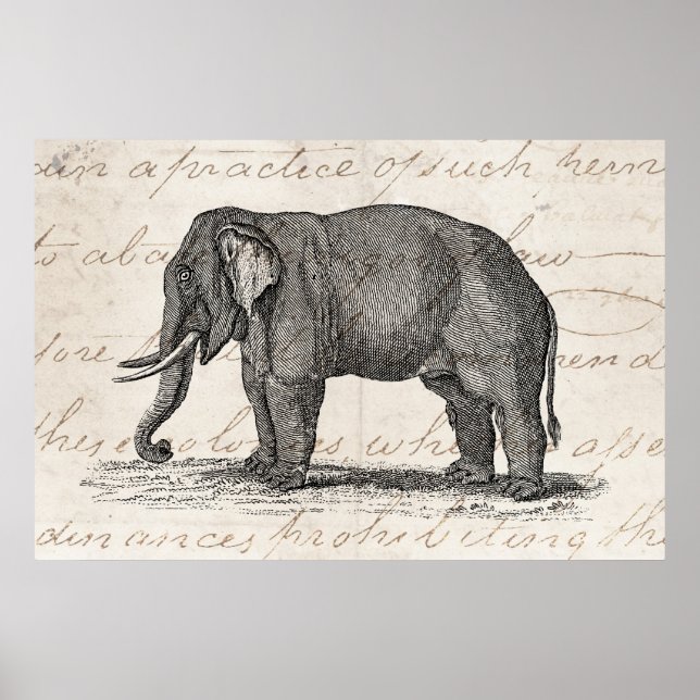 Vintage 1800s Elephant Illustration - Elefants Poster (Framsidan)