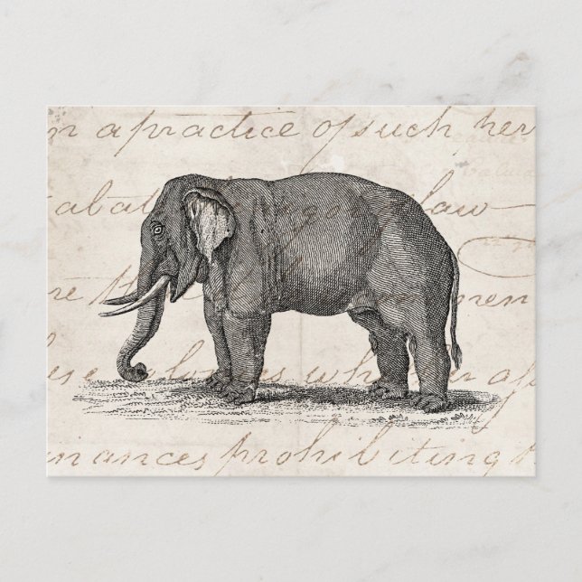 Vintage 1800s Elephant Illustration - Elephants Vykort (Framsida)