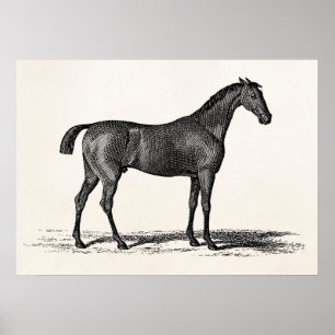 Vintage 1800s Engelska Tävling-hästar - Tävla Hors Poster
