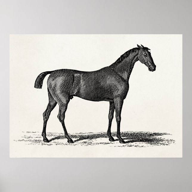 Vintage 1800s Engelska Tävling-hästar - Tävla Hors Poster (Framsidan)