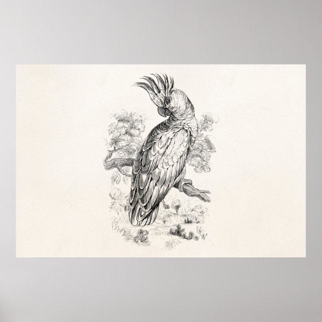 Vintage 1800s Fågelfåglar i Cockatoo Parrot Poster (Framsidan)