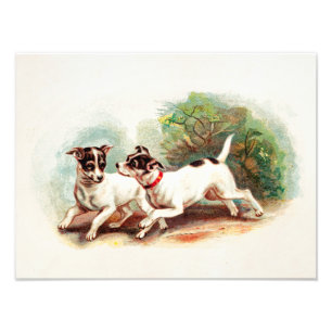 Vintage 1800s Fox Terrier Hundar - Terriers-mall Fototryck