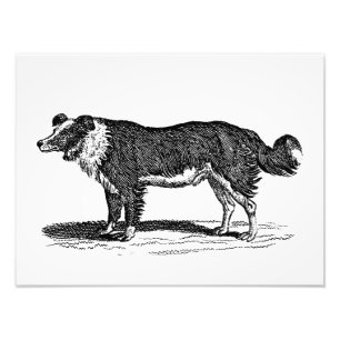 Vintage 1800s Gräns Collie Hund Illustration Fototryck
