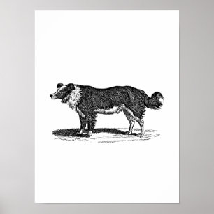 Vintage 1800s Gräns Collie Hund Illustration Poster