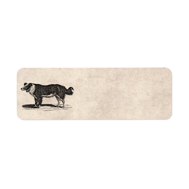Vintage 1800s Gräns Collie Hund Illustration Returadress Etikett (Framsidan)