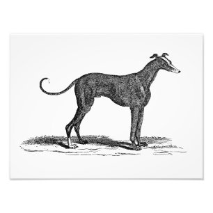 Vintage 1800s Greyhound Hund Illustration - Hundar Fototryck