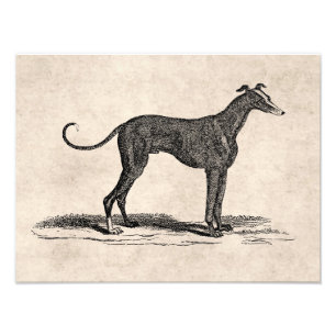 Vintage 1800s Greyhound Hund Illustration - Hundar Fototryck