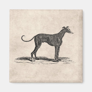 Vintage 1800s Greyhound Hund Illustration - Hundar Magnet