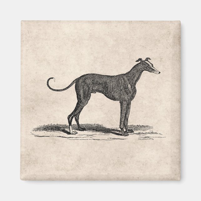 Vintage 1800s Greyhound Hund Illustration - Hundar Magnet (Framsidan)