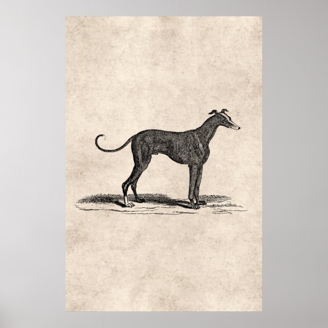 Vintage 1800s Greyhound Hund Illustration - Hundar Poster (Framsidan)