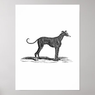 Vintage 1800s Greyhound Hund Illustration - Hundar Poster