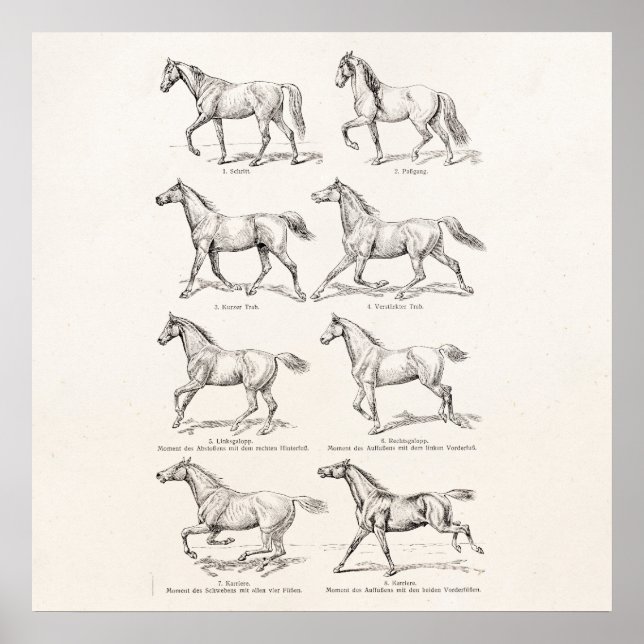 Vintage 1800s Hästfiskar Illustration Horses Poster (Framsidan)