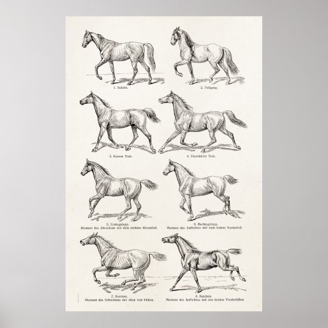 Vintage 1800s Hästfiskar Illustration Horses Poster (Framsidan)