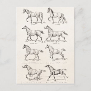 Vintage 1800s Hästfiskar Illustration Horses Vykort