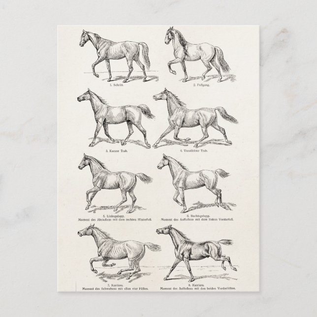 Vintage 1800s Hästfiskar Illustration Horses Vykort (Framsida)