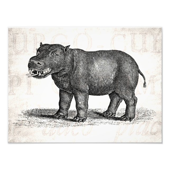 Vintage 1800s Hippopotamus Illustration - Hippos Fototryck (Framsidan)