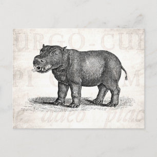 Vintage 1800s Hippopotamus Illustration - Hippos Vykort