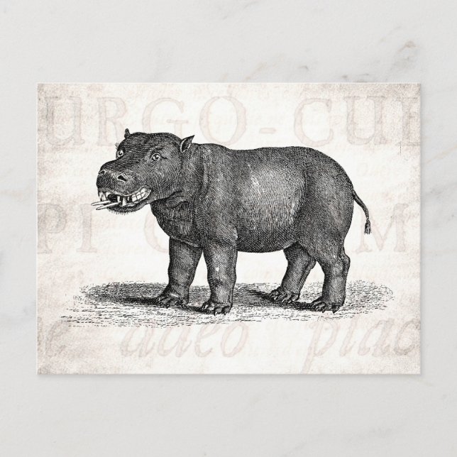 Vintage 1800s Hippopotamus Illustration - Hippos Vykort (Framsida)