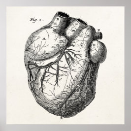 Vintage 1800s Hjärtretro Hjärtat Anatomi Hjärtor Poster