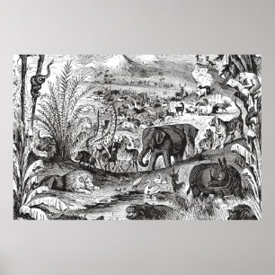 Vintage 1800s Illustration Animals från afrikanska Poster