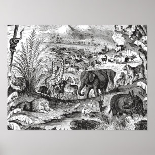 Vintage 1800s Illustration Animals från afrikanska Poster