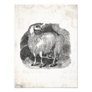 Vintage 1800s Llama Retro Alpaca Llamas-mall Fototryck
