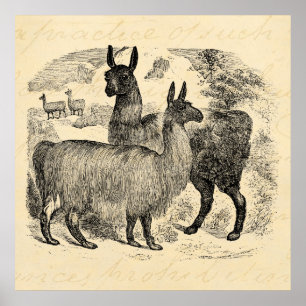 Vintage 1800s Llama Retro Rosa Llamas-mall Poster