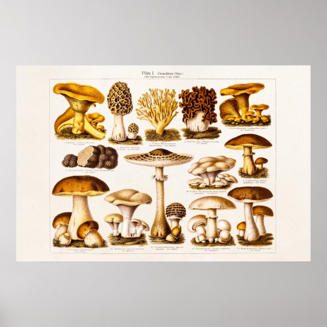 Vintage 1800s Mall för svampsorter Poster (Framsidan)