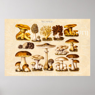 Vintage 1800s Mall för svampsorter Poster