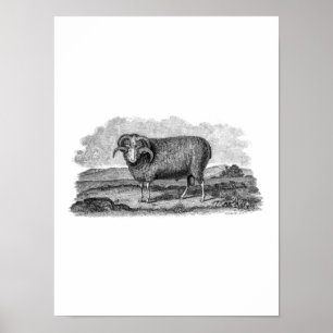 Vintage 1800s Merino Sheep Ram Lamb-mall Poster