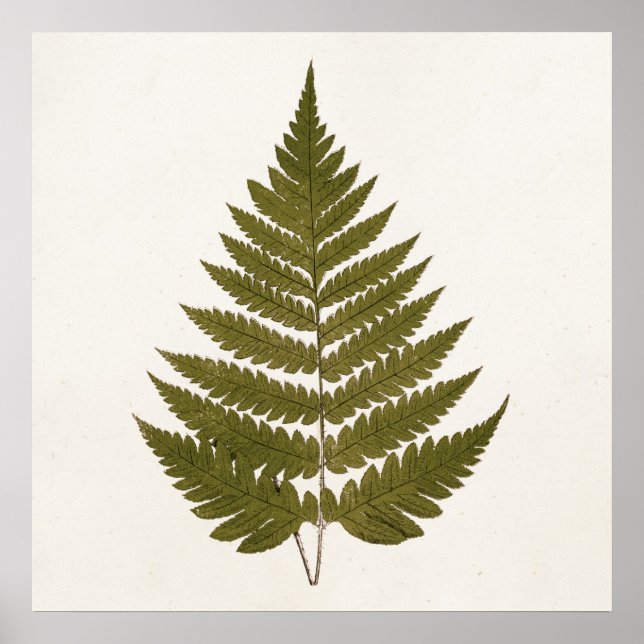 Vintage 1800s Oliv grönt Fern Löv-mall Poster (Framsidan)