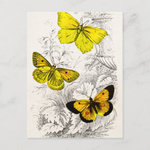 Vintage 1800s Orange Butterflies-mall för Gult Vykort