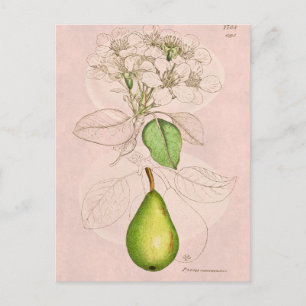 Vintage 1800s Pear Blommar Flower Collage Template Vykort
