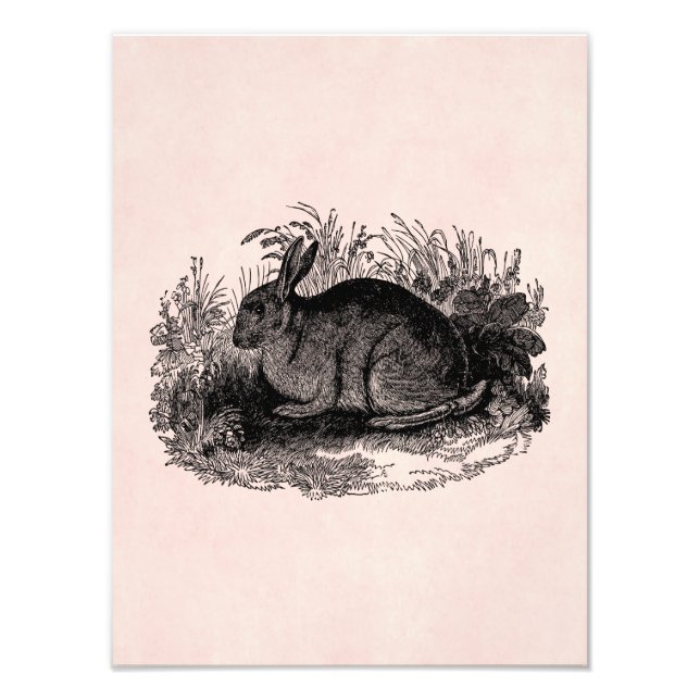 Vintage 1800s Rabbit Retro Bunny-mallkanter Fototryck (Framsidan)