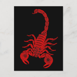 Vintage 1800s Scorpion Illustration Red Scorpions Vykort