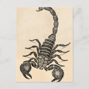 Vintage 1800s Scorpion Illustration - Scorpions Vykort