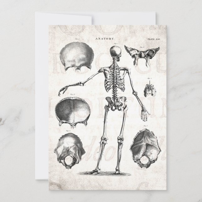 Vintage 1800s Skeleton Antique Anatomy Skeletons (Framsida)