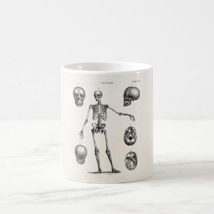 Vintage 1800s Skeleton Antique Anatomy Skeletons Kaffemugg