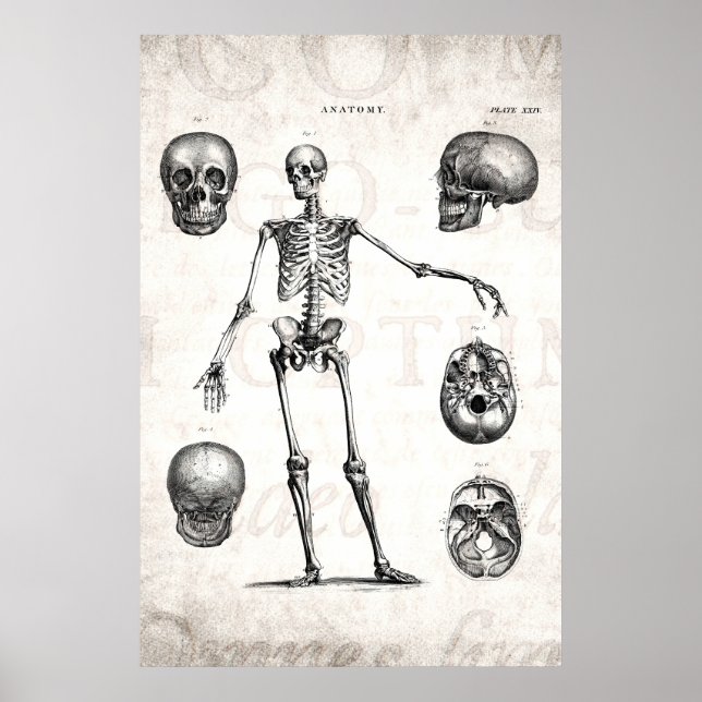 Vintage 1800s Skeleton Antique Anatomy Skeletons Poster (Framsidan)