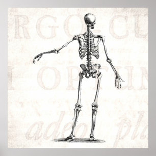 Vintage 1800s Skeleton Antique Anatomy Skeletons Poster
