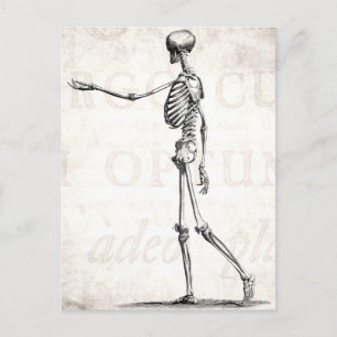 Vintage 1800s Skeleton Antique Anatomy Skeletons Vykort
