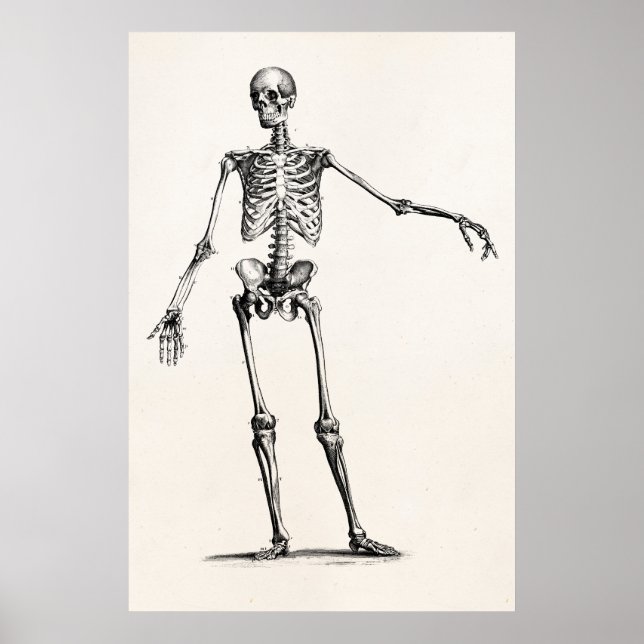 Vintage 1800s Skeleton Retro Anatomy Skeletons Poster (Framsidan)
