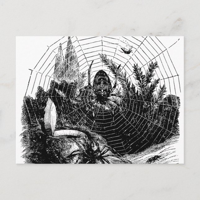 Vintage 1800s Spindelnät Illustration - Spiders Vykort (Framsida)