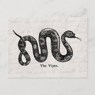 Vintage 1800s Viper Snake Antique Snakes Vipers Vykort