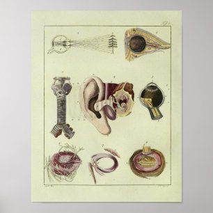 Vintage 1820 Öga Anatomikonutskrift Poster