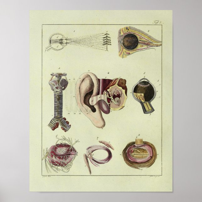 Vintage 1820 Öga Anatomikonutskrift Poster (Framsidan)